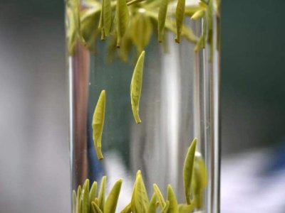 茶葉的專業(yè)知識(shí)，關(guān)于茶的基本知識(shí)大全