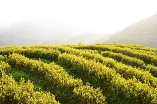 黃金茶的功效及禁忌癥，黃金茶有什么副作用嗎？