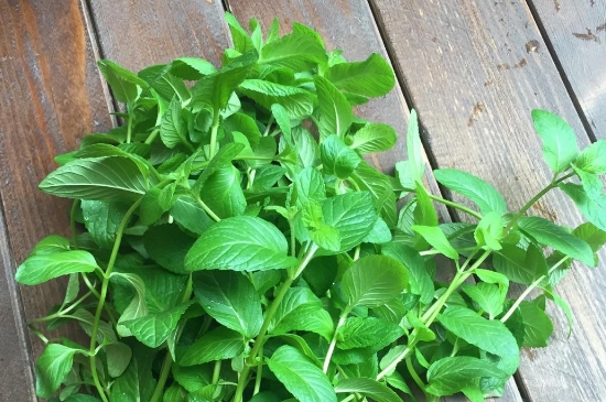 薄荷茶的功效與作用，喝薄荷茶有什么好處？