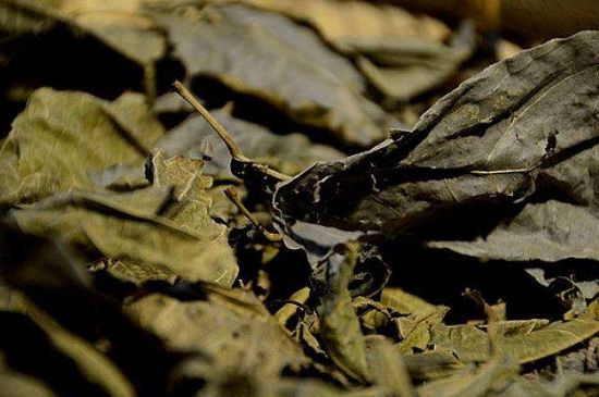 鷓鴣茶什么人不適合喝，鷓鴣茶的禁忌人群