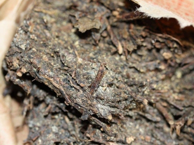 長期飲用黑茶的副作用，黑茶的功效與作用