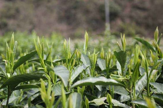 喝黃金茶禁忌，什么人不能喝黃金芽茶？