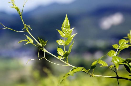 莓茶為什么先苦后甜回甘，莓茶口感怎么樣？