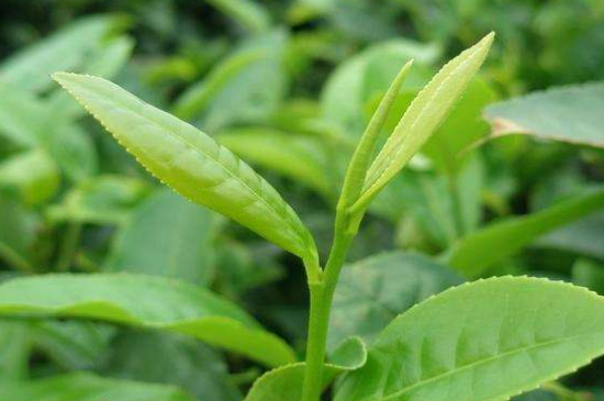 最耐泡的茶葉排名，什么茶葉經(jīng)久耐泡？