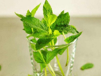 喝茶治口臭嗎，什么茶治口臭好？