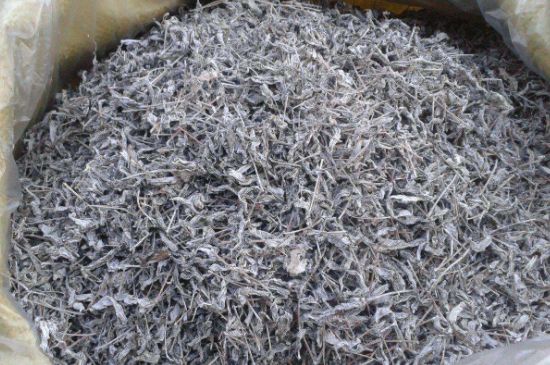 怎樣辨別莓茶發(fā)霉了，莓茶發(fā)霉和白霜的區(qū)別