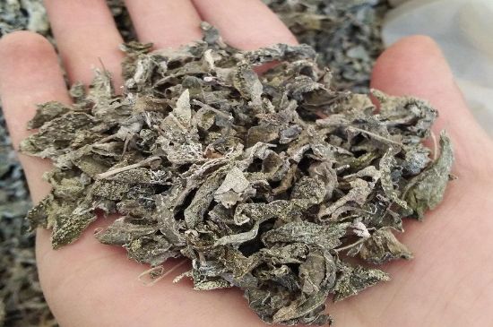 張家界莓茶真假對比，野生莓茶的鑒別方法