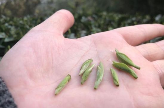 春茶季怎么辨別白毫銀針的好壞，好的白毫銀針如何選購？