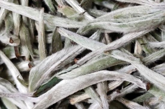 春茶上市白茶的好壞怎么區(qū)分，春白茶怎么分辨好不好？