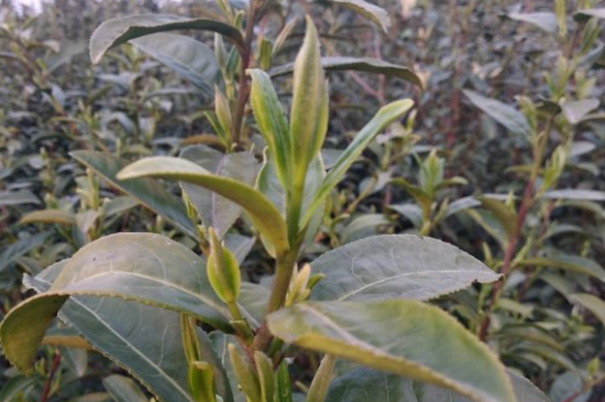 家庭如何保存碧螺春茶葉，蘇州洞庭碧螺春綠茶怎么保存？