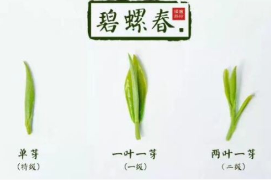 真假碧螺春泡水后區(qū)別，蘇州洞庭碧螺春怎樣鑒別好壞？