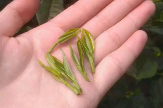 炒青茶為什么便宜，炒青綠茶好喝嗎？
