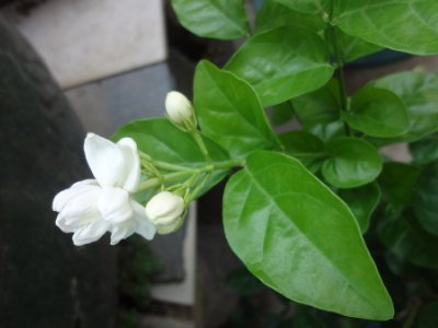 茉莉和什么一起泡最好，茉莉茶有幾種搭配？