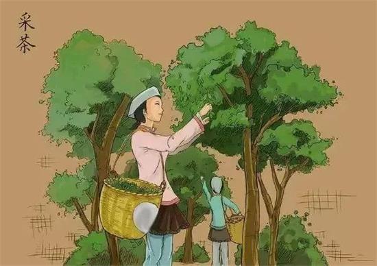 制茶八步驟，制茶工藝流程圖