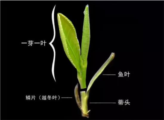 摘茶葉最快的方法，采摘茶葉怎么才能快？