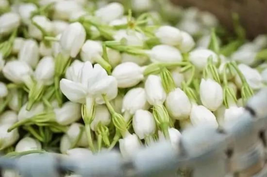 十大排毒養(yǎng)顏花茶，喝什么花茶排毒養(yǎng)顏