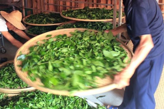 武夷巖茶的初制、精制加工工藝詳細(xì)講解