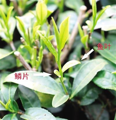 摘茶葉最快的方法，采摘茶葉怎么才能快？