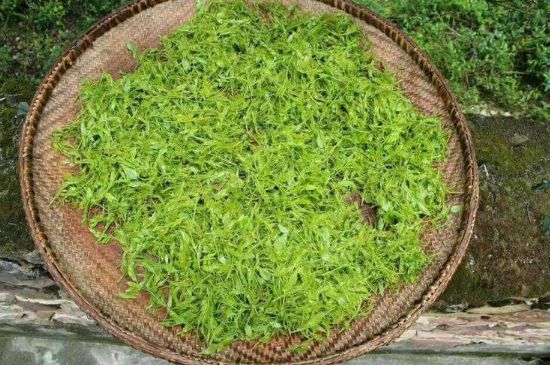 茅巖莓茶加工工藝，莓茶的工藝制作過程