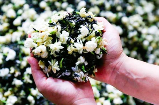 茉莉花和什么在一起喝好，茉莉花喝什么茶搭配？