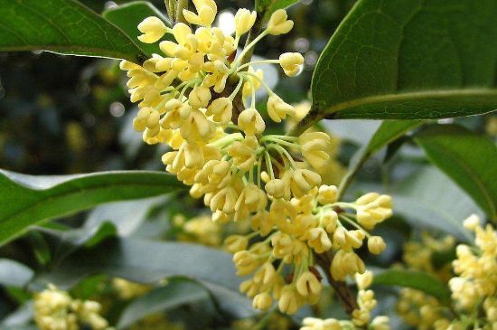 干桂花茶的制作方法，怎樣自制桂花茶？