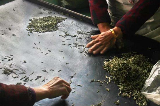 武夷巖茶的初制、精制加工工藝詳細(xì)講解