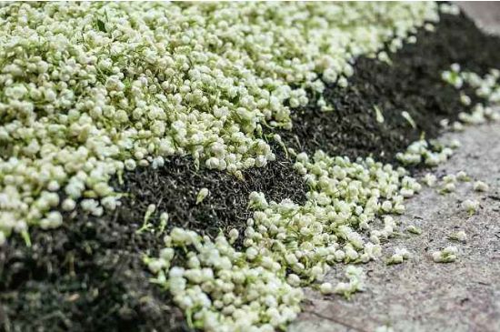 茉莉茶葉的功效與禁忌，什么人不適合喝茉莉花茶？