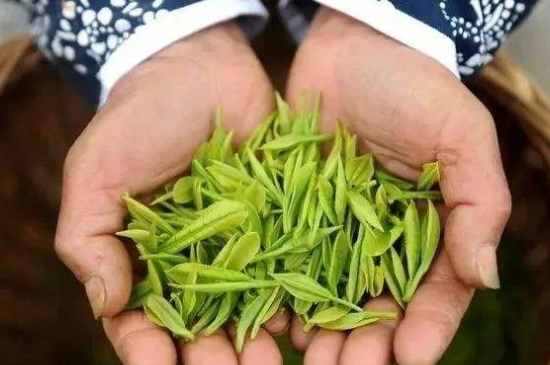 摘茶葉最快的方法，采摘茶葉怎么才能快？