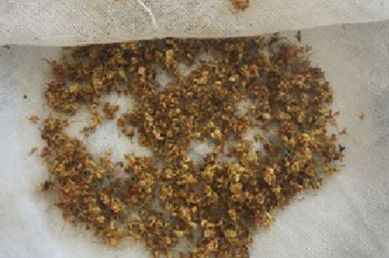 干桂花茶的制作方法，怎樣自制桂花茶？