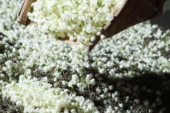 茉莉茶葉的功效與禁忌，什么人不適合喝茉莉花茶？
