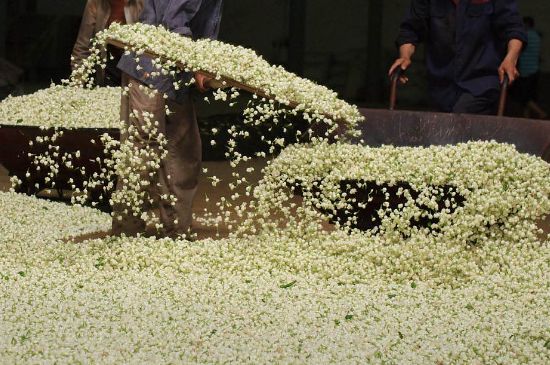 茉莉龍珠怎么做的，茉莉龍珠的制作工藝