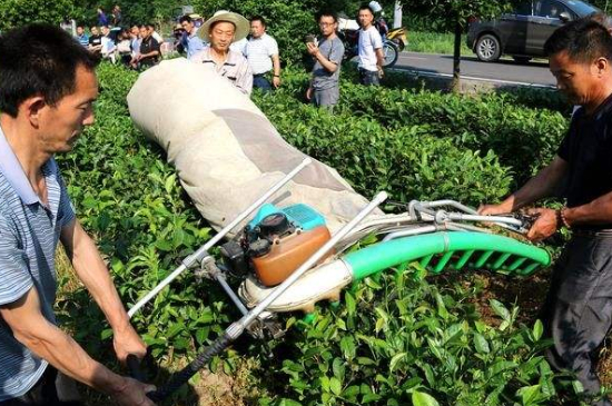 采茶的方法與步驟，如何正確采摘茶葉？