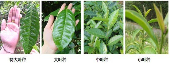 摘茶葉最快的方法，采摘茶葉怎么才能快？