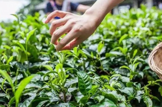 綠茶加工工藝流程圖，綠茶的加工制作包含哪幾個步驟？