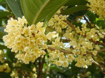 桂花泡茶禁忌，桂花泡水喝的9大禁忌