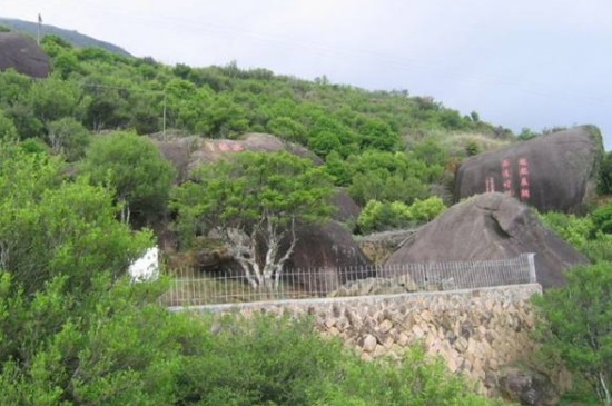 宋種一號(hào)價(jià)值為什么高，鳳凰單樅宋種1號(hào)價(jià)格與產(chǎn)量多少？