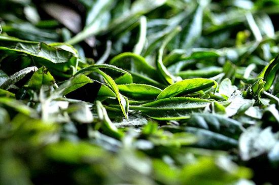 荒野銀針市場(chǎng)價(jià)多少，真正的荒野白毫銀針多少錢(qián)？