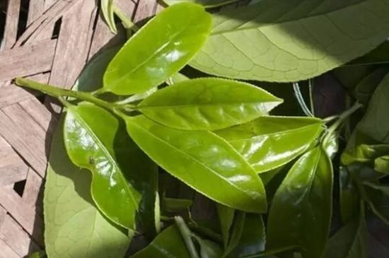 鴨屎香茶哪些人不能飲，什么人不能喝鴨屎香