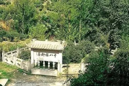 母樹大紅袍給誰喝了，為什么母樹大紅袍叫三棵六株？