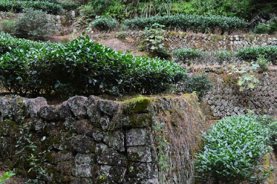 拼配的馬頭巖肉桂，還配叫馬肉嗎？請叫它“馬頭巖大紅袍”
