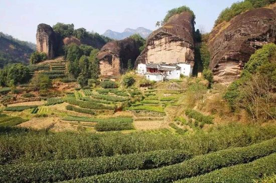 馬頭巖肉桂是大紅袍嗎，大紅袍肉桂屬于什么茶？