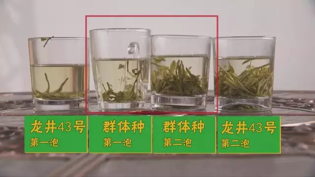 烏牛早和龍井的區(qū)別圖片，龍井43號(hào)和烏牛早茶的對比
