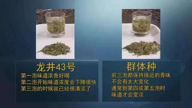 龍井群體種和43號的區(qū)別圖片，龍井43和群體種哪個(gè)好喝？