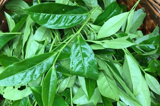 大紅袍可以放10年嗎，大紅袍放了十年能喝嗎