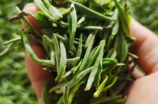 金壇雀舌算不算好茶，金壇雀舌屬于什么檔次茶葉？