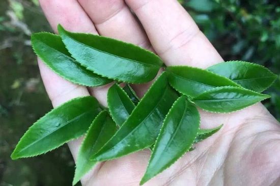 鋸朵仔跟鴨屎香哪個貴，鋸朵子和鴨屎香哪個好喝？