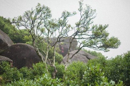 宋種一號(hào)價(jià)值為什么高，鳳凰單樅宋種1號(hào)價(jià)格與產(chǎn)量多少？