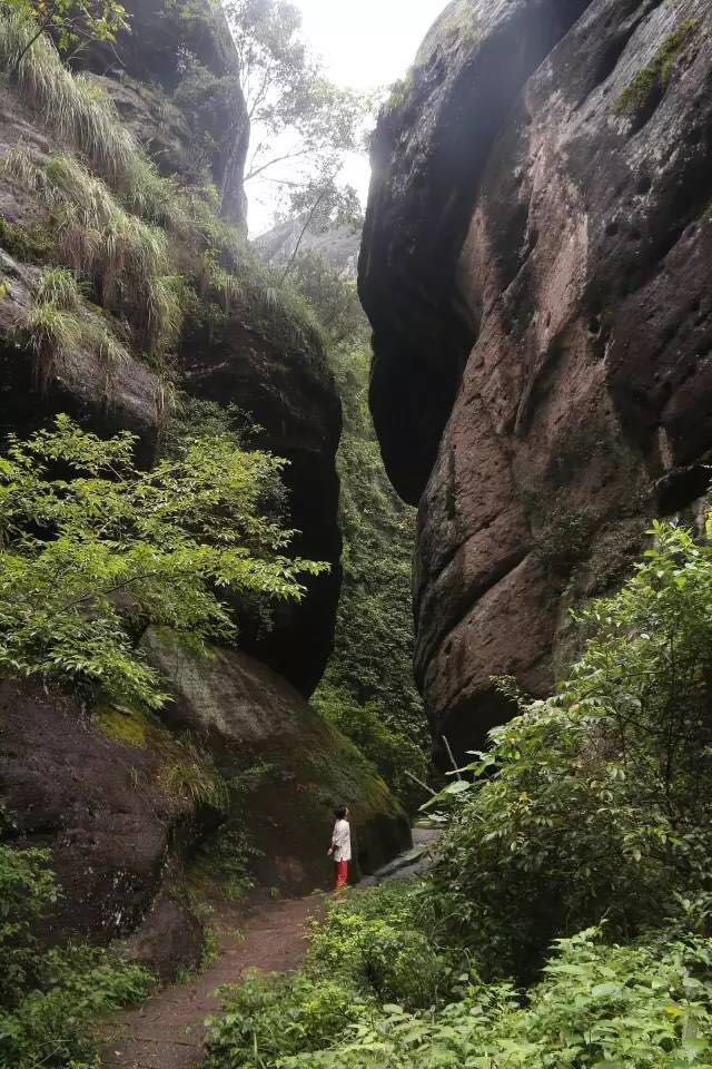 武夷山為什么盛產(chǎn)茶葉，武夷山茶為什么好喝？