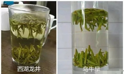 烏牛早和龍井的區(qū)別圖片，龍井43號(hào)和烏牛早茶的對比
