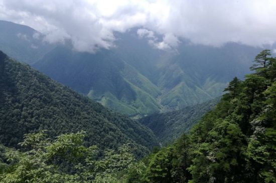 300塊錢的金駿眉能喝嗎，兩三百多金駿眉和一千多區(qū)別